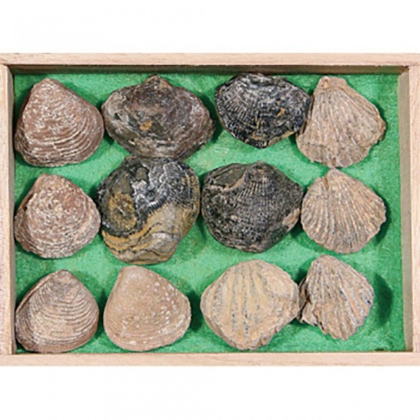 조개 12종 화석 표본