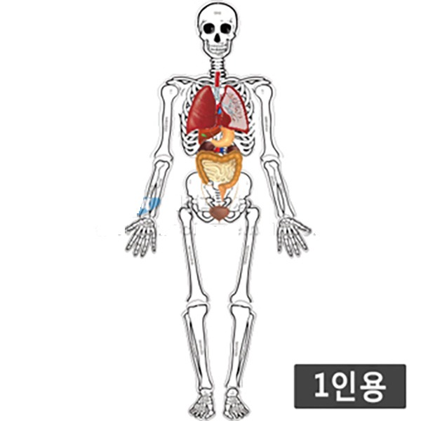 인체골격내부모형만들기(75cm,운동,감각기관포함)(1인용)